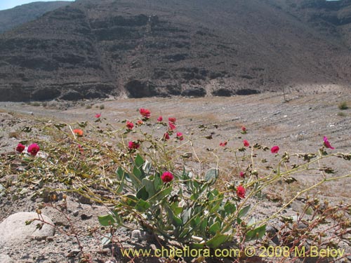 Imágen de Calandrinia sp. #1171 (). Haga un clic para aumentar parte de imágen.