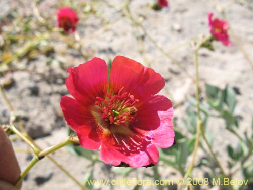 Imágen de Calandrinia sp. #1171 (). Haga un clic para aumentar parte de imágen.