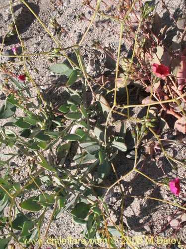 Imágen de Calandrinia sp. #1171 (). Haga un clic para aumentar parte de imágen.