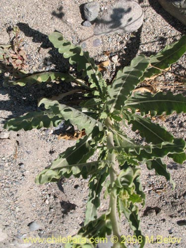 Image of Mentzelia albescens (). Click to enlarge parts of image.