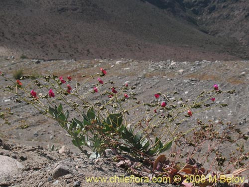 Calandrinia sp. #1171的照片