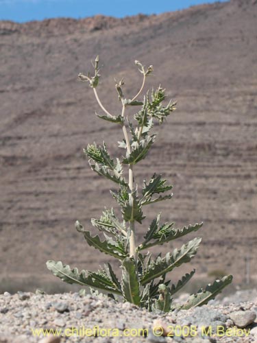 Mentzelia albescens的照片