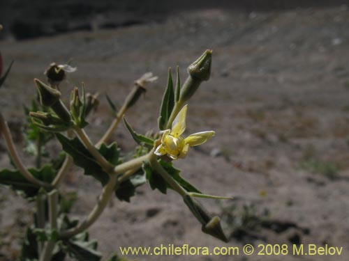 Image of Mentzelia albescens (). Click to enlarge parts of image.