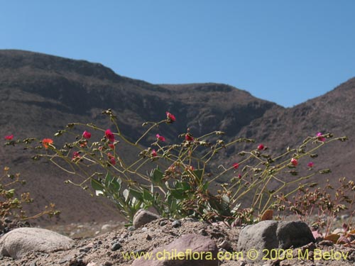 Imágen de Calandrinia sp. #1171 (). Haga un clic para aumentar parte de imágen.