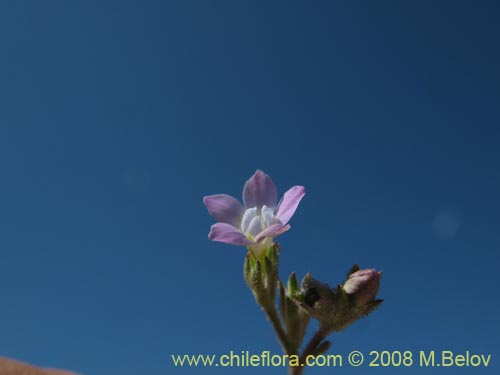Image of Gilia sp. #1407 (). Click to enlarge parts of image.