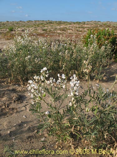 Fabaceae sp. #1353의 사진