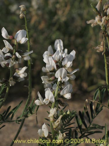 Imágen de Fabaceae sp. #1353 (). Haga un clic para aumentar parte de imágen.