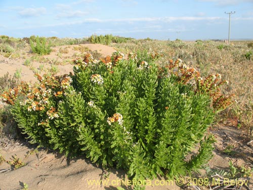 Image of Alstroemeria werdermannii var. flavicans (). Click to enlarge parts of image.