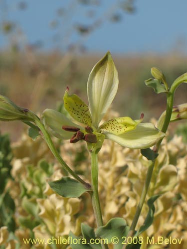 Bild von Alstroemeria werdermannii var. flavicans (). Klicken Sie, um den Ausschnitt zu vergrössern.