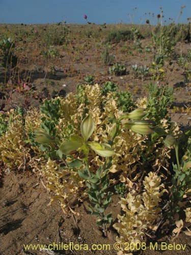 Image of Alstroemeria werdermannii var. flavicans (). Click to enlarge parts of image.