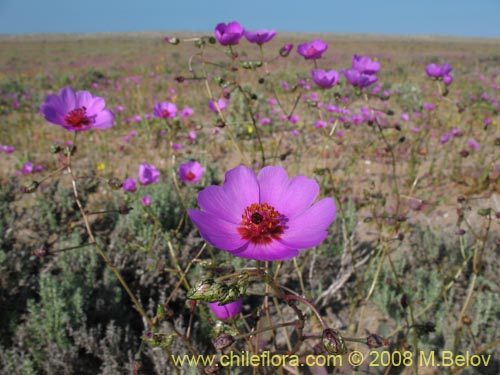 Image of Cistanthe sp.  #1184 (). Click to enlarge parts of image.