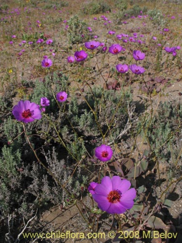 Image of Cistanthe sp.  #1184 (). Click to enlarge parts of image.