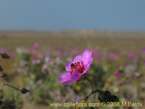 Cistanthe sp.  #1184의 사진