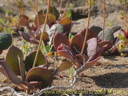 Imágen de Cistanthe sp.  #1184 (). Haga un clic para aumentar parte de imágen.