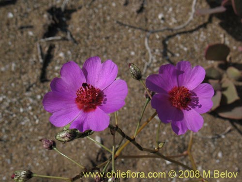 Image of Cistanthe sp.  #1184 (). Click to enlarge parts of image.