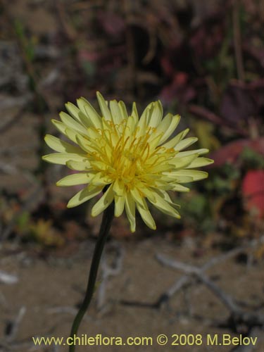 Image of Hypochaeris sp.  #1809 (). Click to enlarge parts of image.