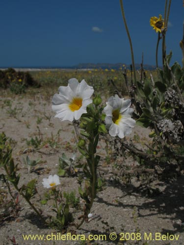 Bild von Nolana sp. #1149 (). Klicken Sie, um den Ausschnitt zu vergrössern.