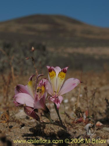 Bild von Alstroemeria diluta ssp. chrysantha (). Klicken Sie, um den Ausschnitt zu vergrössern.