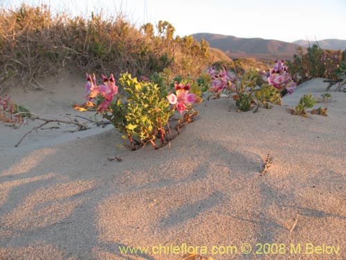 Image of Alstroemeria werdermannii (). Click to enlarge parts of image.