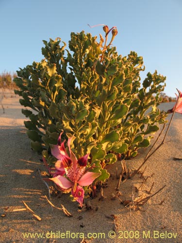 Image of Alstroemeria werdermannii (). Click to enlarge parts of image.