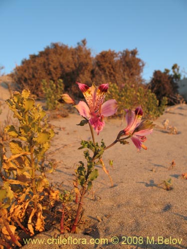 Imágen de Alstroemeria werdermannii (). Haga un clic para aumentar parte de imágen.