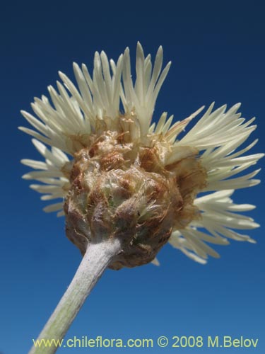 Imágen de Centaurea sp.   #1196 (). Haga un clic para aumentar parte de imágen.