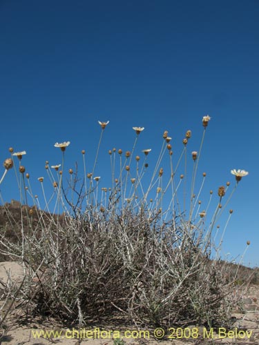 Image of Centaurea sp. #1196 (). Click to enlarge parts of image.