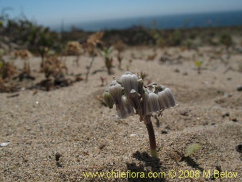 Image of Conanthera urceolata (). Click to enlarge parts of image.