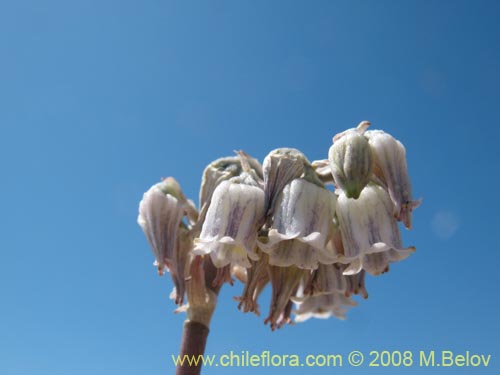 Imágen de Conanthera urceolata (). Haga un clic para aumentar parte de imágen.