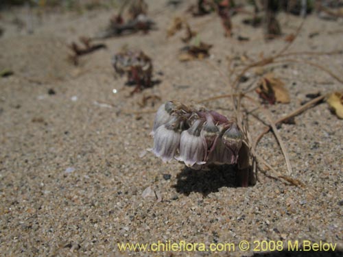 Image of Conanthera urceolata (). Click to enlarge parts of image.