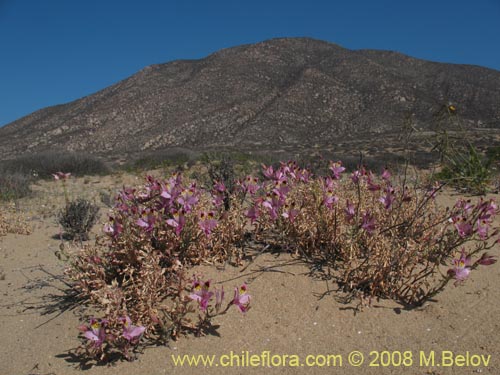 Imágen de Alstroemeria werdermannii (). Haga un clic para aumentar parte de imágen.