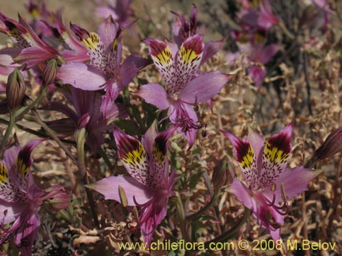 Alstroemeria werdermannii의 사진