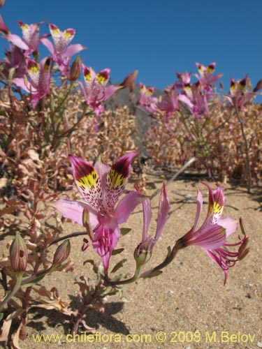 Фотография Alstroemeria werdermannii (). Щелкните, чтобы увеличить вырез.