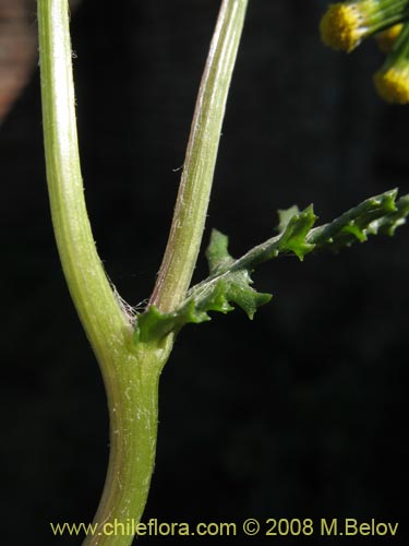 Image of Senecio vulgaris (). Click to enlarge parts of image.