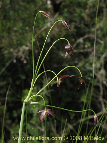 Gilliesia montana의 사진