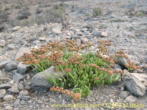 Heliotropium megalanthumの写真