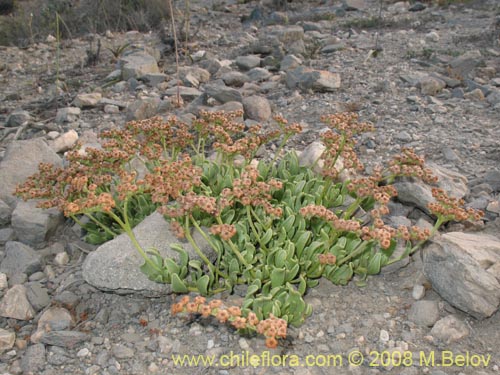 Imágen de Heliotropium megalanthum (). Haga un clic para aumentar parte de imágen.