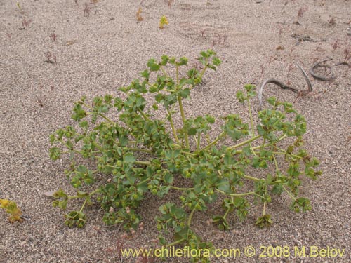 Bild von Euphorbia sp.   #1352 (). Klicken Sie, um den Ausschnitt zu vergrössern.