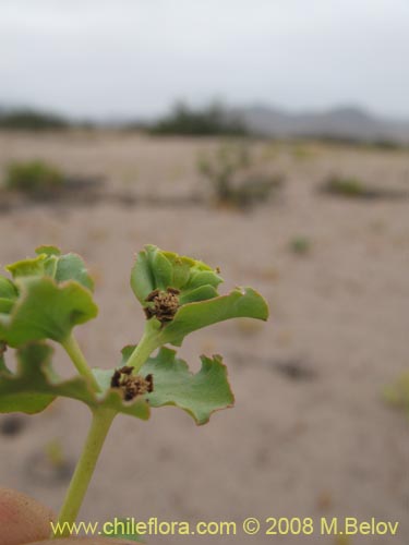 Image of Euphorbia sp.   #1352 (). Click to enlarge parts of image.