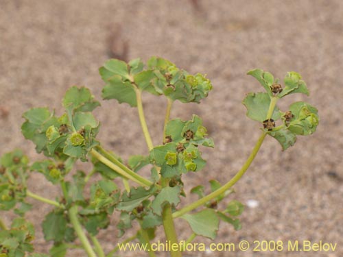 Image of Euphorbia sp.   #1352 (). Click to enlarge parts of image.