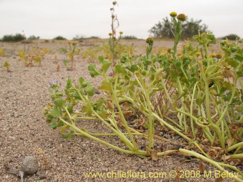 Euphorbia sp.   #1352の写真