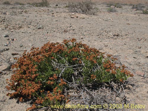 Imágen de Heliotropium megalanthum (). Haga un clic para aumentar parte de imágen.