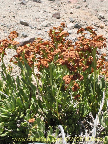 Bild von Heliotropium megalanthum (). Klicken Sie, um den Ausschnitt zu vergrössern.