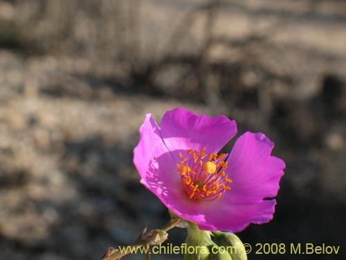 Calandrinia sp. #1214의 사진