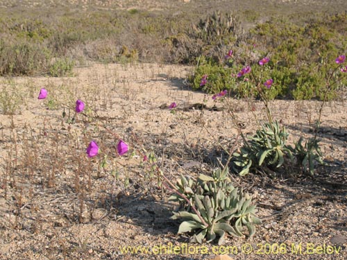 Calandrinia sp. #1214의 사진