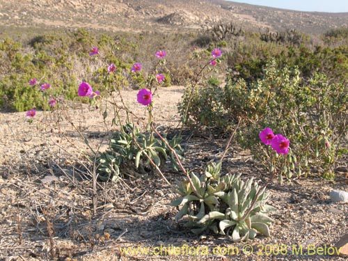 Image of Calandrinia sp.   #1214 (). Click to enlarge parts of image.