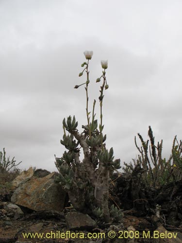 Calandrinia sp. #1190の写真