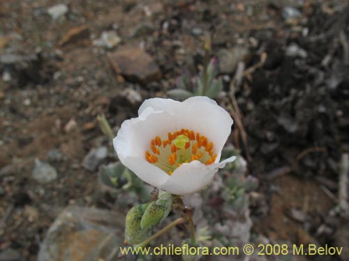 Image of Calandrinia sp.   #1190 (). Click to enlarge parts of image.