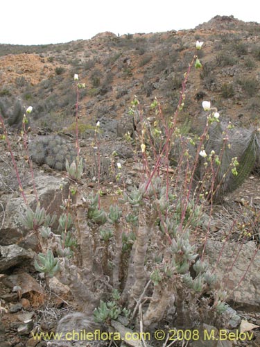 Calandrinia sp. #1190的照片