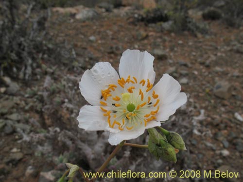 Calandrinia sp. #1190の写真